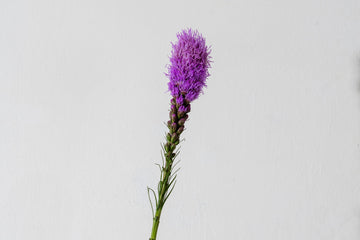 Liatris